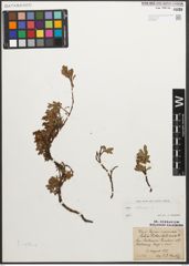 Foto von Salix retusa L.